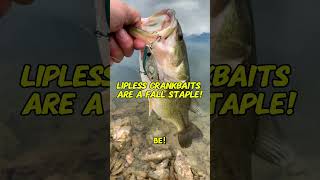 Lipless Crankbaits The Secret Weapon for Fall Fishing [upl. by Lula]