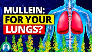 You Wont Believe How Easy LUNG CLEANSE Can Be with Mullein [upl. by Zoellick]