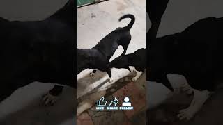 কুকুর রাও ভালোবাসা বুঝে shorts ytshorts ytshort dog doglover dogcare foryou pleasesubscribe [upl. by Hurlee]