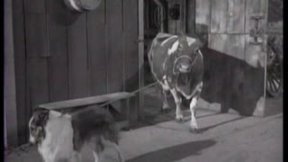 Lassie  Episode 205  quotThe Epidemicquot  Season 6 Ep 23  02141960 [upl. by Htelimay]