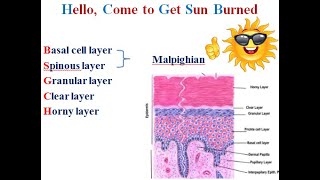 1 skin Keratinocytes [upl. by Sucram]