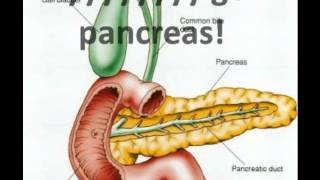 endocrine system song [upl. by Eesyak]