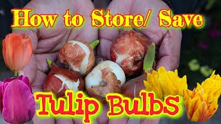 How to store  save Tulip bulbs [upl. by Habas]