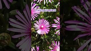 flower language is slothful lazy lampranthus spectabilis [upl. by Enovaj243]