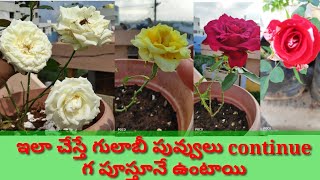 How to get more amp big flowers to your rose plant in telugu  ఇలా చేస్తే గులాబీలు చాలా బాగా పూస్తాయి [upl. by Koralie]