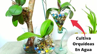 2 Formas de cultivar ORQUIDEAS EN AGUA [upl. by Notsae]