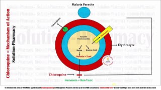 Topic 23 Antimalarial Drugs  Chloroquine Mechanism of Action  Chloroquine MOA  Antimalarial [upl. by Llerrom931]