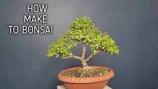 HOW MAKE TO BONSAI  बोनसाई कैसे बनाए  Bonsai The Art 🏝 [upl. by Semyaj]