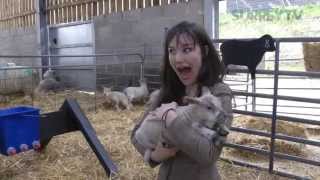 SurreyTV news stories from Bocketts Farm Park 4th April 2014 [upl. by Nikolia967]