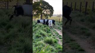 BOIS NELORES BRIGANDO NA PASTAGEM fazenda gado agro boiada roça nelore vaca Cavalo [upl. by Aneles]