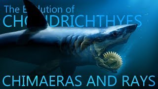 Evolution of Chimaeras and rays [upl. by Bible]