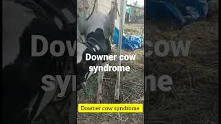 Downer cow syndrome l Dr Umar khan [upl. by Osswald]