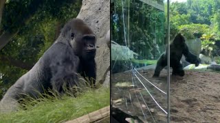 Gorillas Crack Glass of Zoo Enclosure During Fight [upl. by Rozalie]