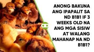 Anong Bakuna ang Ipapalit sa ND B1B1 if 3 Weeks Old na ang mga Sisiw at Walang Mahanap na ND B1B1 [upl. by Skcirdnek]