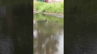 Anhinga swimming in the water [upl. by Spike]