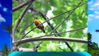 Belize Birds Dec 2013 [upl. by Avelin]