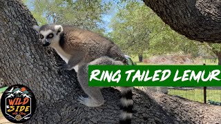 RingTailed Lemur Observation Video [upl. by Asiela]