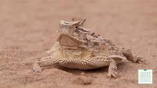 Creature Feature Texas Horned Lizard [upl. by Azeel]