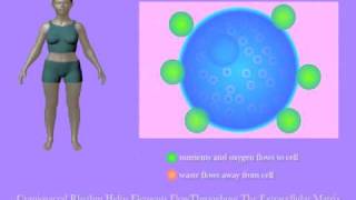 Craniosacral Rhythm Helps Cells Thrive by Tad Wanveer [upl. by Nirot537]