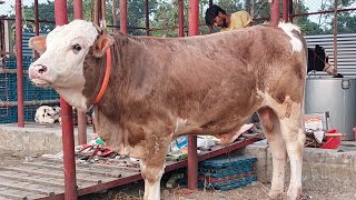 সুইজারল্যান্ড কোয়ালিটির একটি ফ্লেকভি ষাঁড় বাছুর সংগ্রহ করতে যোগাযোগ করুন01875301819 মিঠু। [upl. by Knapp]