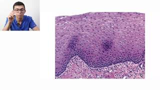 Histología  Clasificación de tejidos [upl. by Moss]