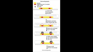 AUTORADIOGRAPHYUSE OF RADIOACTIVITY FOR BIOLOGICAL MATARIALS [upl. by Aleusnoc]