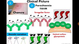 8 African trypanosomiasis  Dr Noha Madbouly [upl. by Yleme]