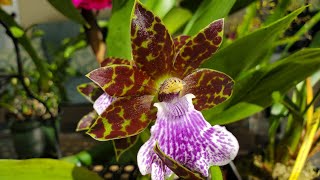 Orquídeas Zygopetalum Maculatum y Zygonisia Cynosure [upl. by Zitvaa]