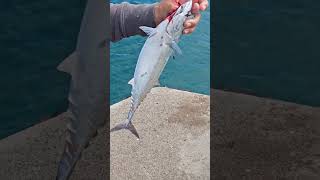 Mackerel fishfishmackerel fishingvideo fishinglife ofwlife bermudaisland trending [upl. by Bethesda]