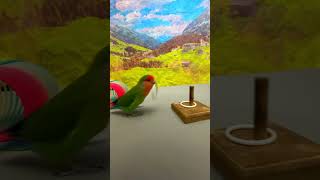 Bird Training  Smart lovebird Parrot  Smart Little Cute Parrot training smartparrot cute [upl. by Ahsin]