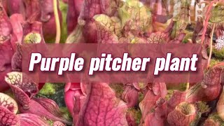 Carnivorous Purple Pitcher Plant Benefits  Sarracenia Purpurea [upl. by Merceer958]