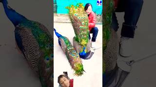 Peacock  I love peacocks🥰🥰🦚🦚 peacock birds song subscribe like [upl. by Simpson391]