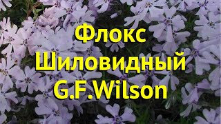 Флокс шиловидный ДжФ Вильсон Краткий обзор описание характеристик phlox subulata GFWilson [upl. by Larimore]