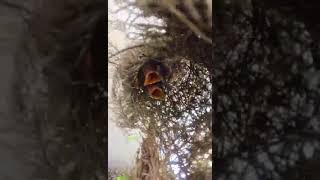 Top Bird Feeding Chicken Food to Baby birdslover birdwatch wildlife birdwatching nature birds [upl. by Crim272]