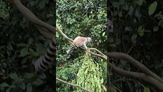 Ring Tailed Lemur  Singapore lemur madagascar nature shorts [upl. by Alana]