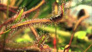 Drosera capensis quotRedquot in Action [upl. by Byrne882]