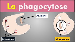 2 min pour comprendre La Phagocytose [upl. by Eng863]