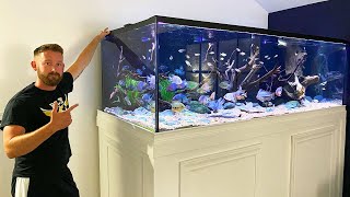 MASSIVE 600 GALLON CENTRAL AMERICAN CICHLID TANK [upl. by Dhiren704]