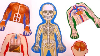 Apprendre le corps humain Anatomie Learn Body Parts [upl. by Reinertson]