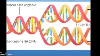 DNA trascrizione e traduzione [upl. by Melantha]