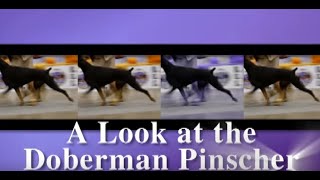 How to Judge the Doberman Pinscher [upl. by Aniahs]