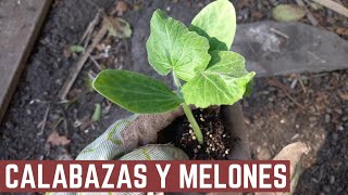 Como Plantar y Trasplantar CUCURBITACEAS  Cultivo de MELONES Y CALABAZAS [upl. by Suhail]