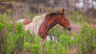 Wild Chincoteague ponies are corralled after visitors ignored warnings [upl. by Lusty]