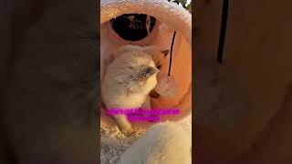 Baby Ragdoll kittens cat baby kittens funnykittens catlover viral shortsfeed [upl. by Zeiler486]