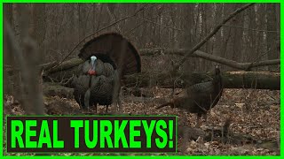 BEST AUDIO of wild turkeys waking up  hen turkey YELP  fighting purrs  DRUMMING [upl. by Emyle761]