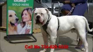 American Bulldog 100k Per year how to stud your Dog [upl. by Xonnel885]