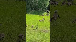 Gosling nursery geese nottslife goslings birds [upl. by Bowlds]