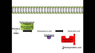 Sulfamethoxazole and Trimethoprim  Mechanism of Action [upl. by Eednahs445]