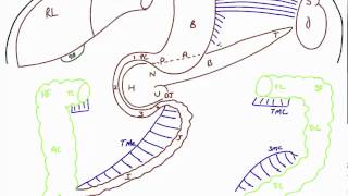 Disposition of Abdominal Viscera [upl. by Anon]