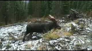 Shiras Moose call in to 6 yds [upl. by Eugaet]